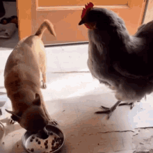 Sftytae Dog Chicken Fight GIF