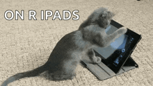 Cat Tablet GIF
