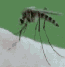 GIF de mosquitos |  Tenor