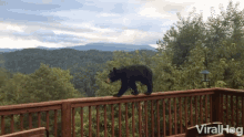 Bear Stroll GIF - Bear Stroll Walking GIFs