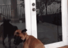 Guess I'Ll Let Myself In GIF - Dog Door Smart GIFs