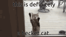 Becket Cat Cat GIF - Becket Cat Cat Becket GIFs