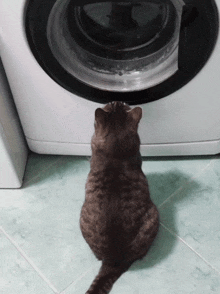 a cat is looking at a washing machine with its eyes closed