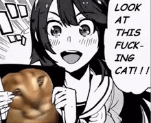 Look At This Fucking Cat GIF