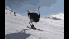 Deep Snow Skiing GIF - Deep Snow Skiing Ostrich GIFs