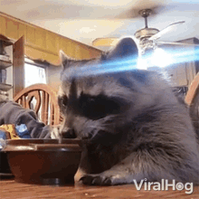 Eating Raccoon Viralhog GIF - Eating Raccoon Viralhog Raccoon GIFs