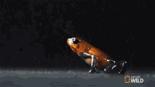 Leaping Frog That Frog Is Poison GIF