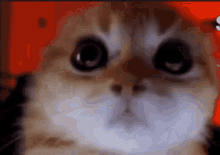 Angry Cat GIF - Angry Cat Smol GIFs