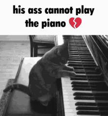 Cat Piano GIF - Cat Piano Caption GIFs