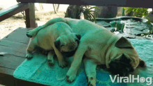 Tired Parent GIF - Tired Parent Pug GIFs