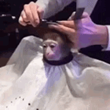 monkey haircut cute new look animal