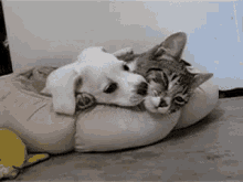 Dog Cat GIF - Dog Cat Cuddle GIFs