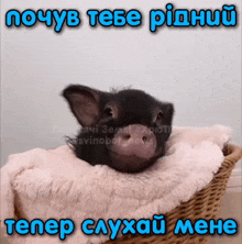 a picture of a pig in a basket with a caption in a foreign language