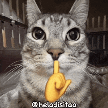 Looksmaxxing Cat GIF - Looksmaxxing Cat Mewing GIFs
