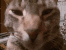 Macaca Macaca GIF - Macaca Macaca GIFs