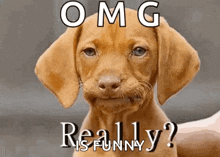 a picture of a puppy with the words omg really written above it