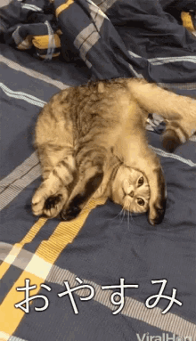 おやすみ GIF - Good Night Viral Hog Cat GIFs