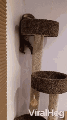 Spider Cat Viralhog GIF