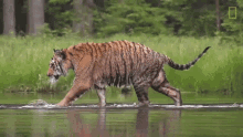 Wet Tiger Tigers101 GIF - Wet Tiger Tigers101 Nat Geo Wild GIFs