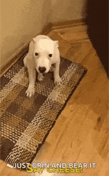 Dogs Dogsmile GIF - Dogs Dogsmile Funnyanimals GIFs