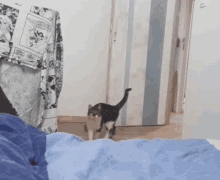 Funny Animals Chat GIF - Funny Animals Chat Cat GIFs