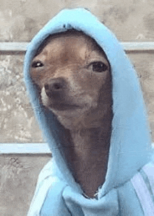 a small brown dog wearing a blue hoodie is looking at the camera .