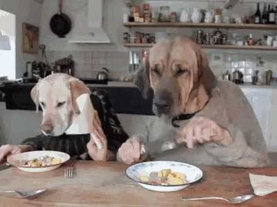 Dogs Eating Dinner GIFs | Tenor