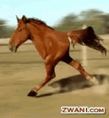 Cavalo Bípede GIF - Cavalo Bípede Bizarro GIFs