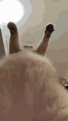 Hamile Kedy Hamile Bırakan Kedy GIF - Hamile Kedy Hamile Bırakan Kedy Cat GIFs