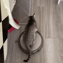Vaccum Cat GIF - Vaccum Cat Scared GIFs