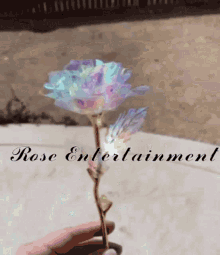 rose beautiful