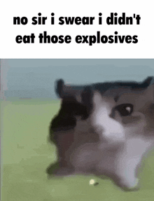 No Sir I Swear I Didn'T Eat Those Explosives GIF - No Sir I Swear I Didn'T Eat Those Explosives GIFs