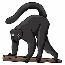 lemur black