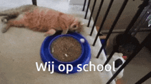 Wij Op School Cat GIF - Wij Op School Cat GIFs