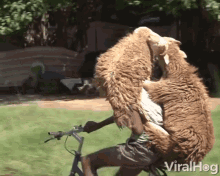 Bike Ride Delivery GIF - Bike Ride Delivery Animal Tricks GIFs