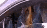 a dog is looking out of a car window .