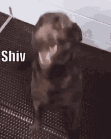 Shiv Siobhan GIF - Shiv Siobhan Shivvy GIFs