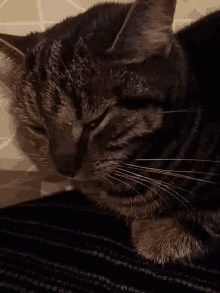 Pissed Off GIF - Pissed Off Cat GIFs