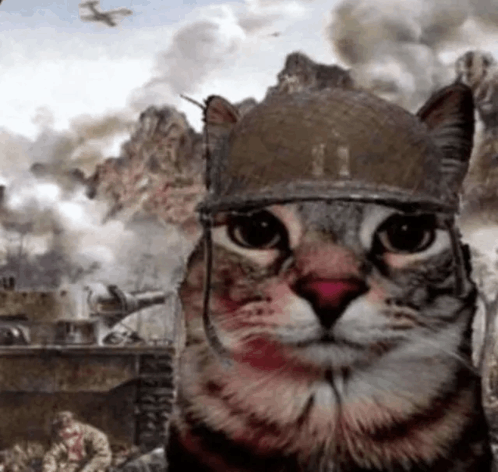 War Cat GIF - War Cat War cat - Discover & Share GIFs