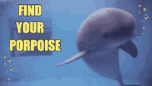 pun dolphin cute find your purpose