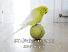 bird parakeet ball tennis balancing