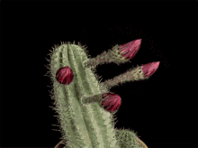 Cactus Flower Bloom GIF