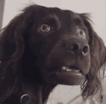 Dog Meme Black Dog Meme GIF - Dog Meme Black Dog Meme Black Dog GIFs
