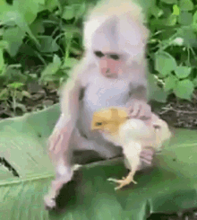 Monkey Kiss Chicken Monkey GIF - Monkey Kiss Chicken Monkey Chicken Kiss GIFs