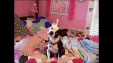 a black and white dog is sitting on a bed in a girl 's bedroom