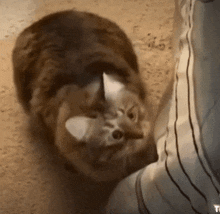 a cat is laying on the floor next to a person 's feet .