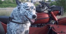 dog stare motorcycle sidecar showoff