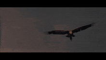 Condor Flying GIF - Condor Flying Tarzan And The Lost City GIFs