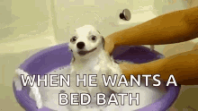 Dog Shower GIF - Dog Shower Bath GIFs