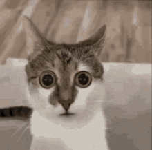Cat Eyes GIF - Cat Eyes Shocked GIFs